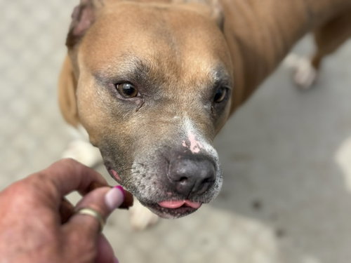 BUTTERCUP, an adoptable Pit Bull Terrier in Tulsa, OK