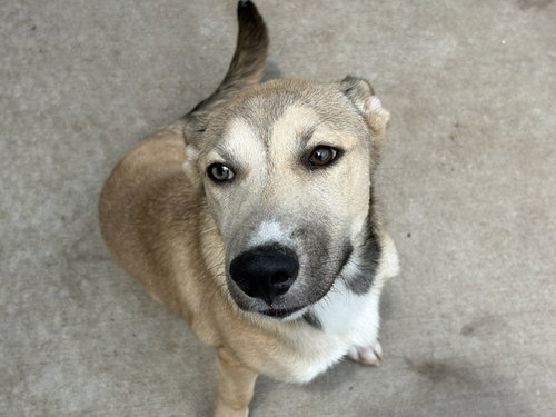 BROWNIE, an adoptable German Shepherd Dog in Tulsa, OK
