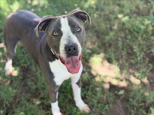 STONE, an adoptable Pit Bull Terrier in Tulsa, OK