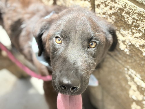MACAW, an adoptable Labrador Retriever in Tulsa, OK