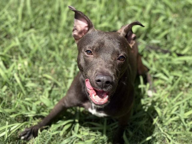 KODA