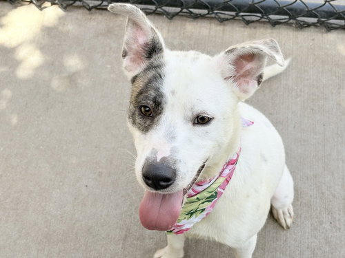 PARTNER, an adoptable Labrador Retriever in Tulsa, OK