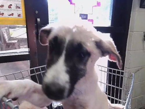 HUDSON, an adoptable Anatolian Shepherd in Tulsa, OK