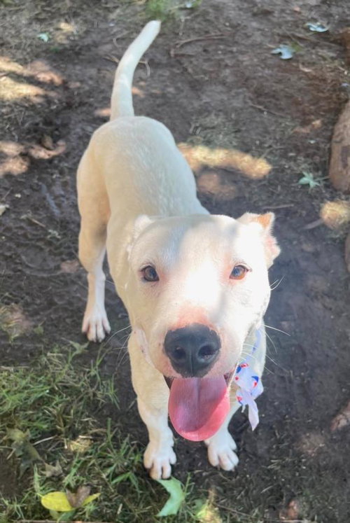 OZIE, an adoptable Pit Bull Terrier in Tulsa, OK