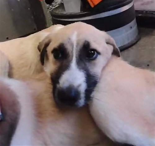 HOLLAND, an adoptable Anatolian Shepherd in Tulsa, OK