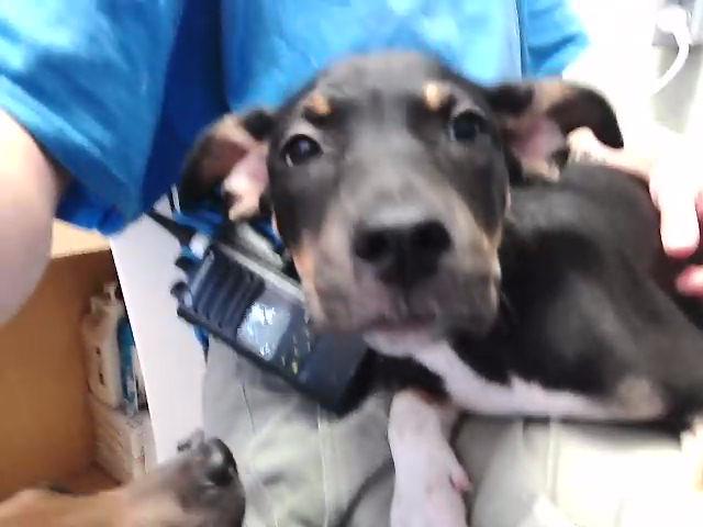 SCRAPPY DOO