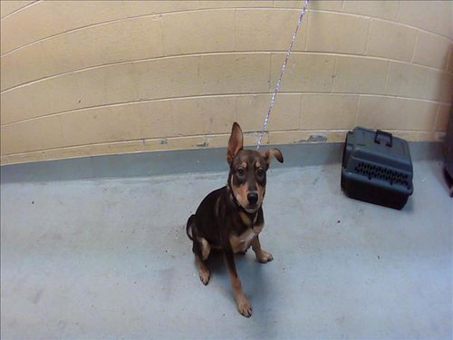 HAMMY, an adoptable German Shepherd Dog in Tulsa, OK