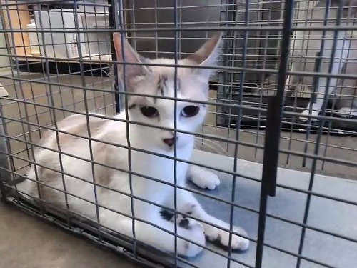 COCO, an adoptable Domestic Short Hair in Tulsa, OK