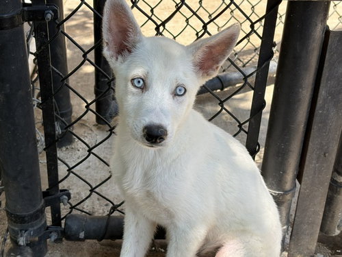 Whitey
