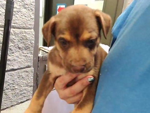 ZUMA, an adoptable Australian Kelpie in Tulsa, OK