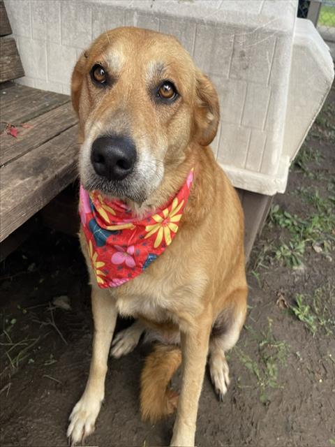 AMBER, an adoptable Golden Retriever in Tulsa, OK