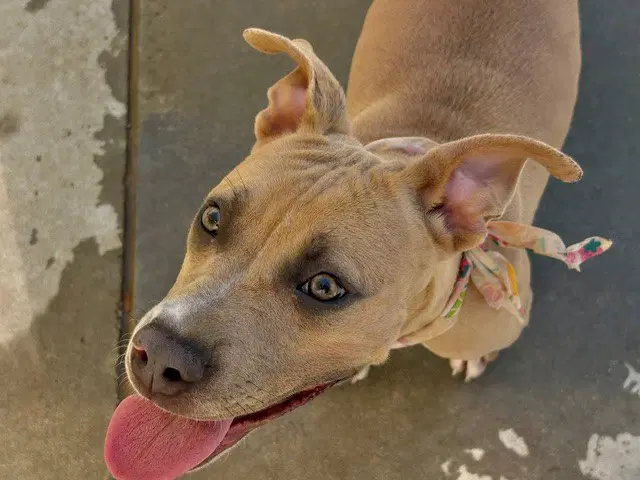 Blondie - Pit Bull Terrier