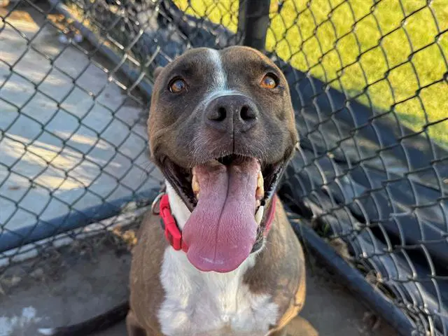 Acorn - Pit Bull Terrier