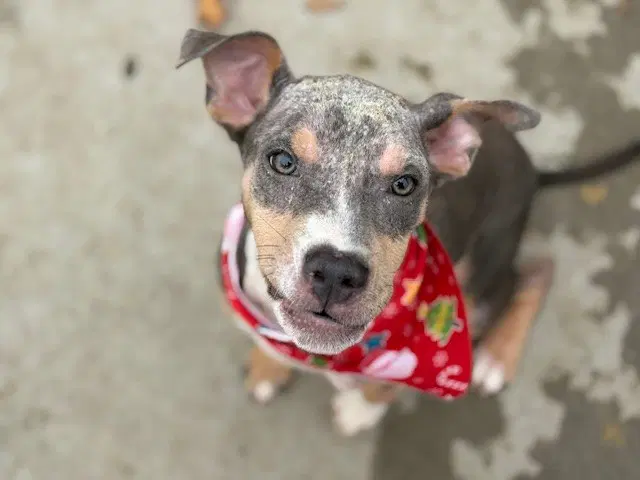 Dan - Pit Bull Terrier