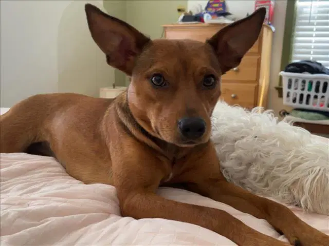 Emma - Chihuahua