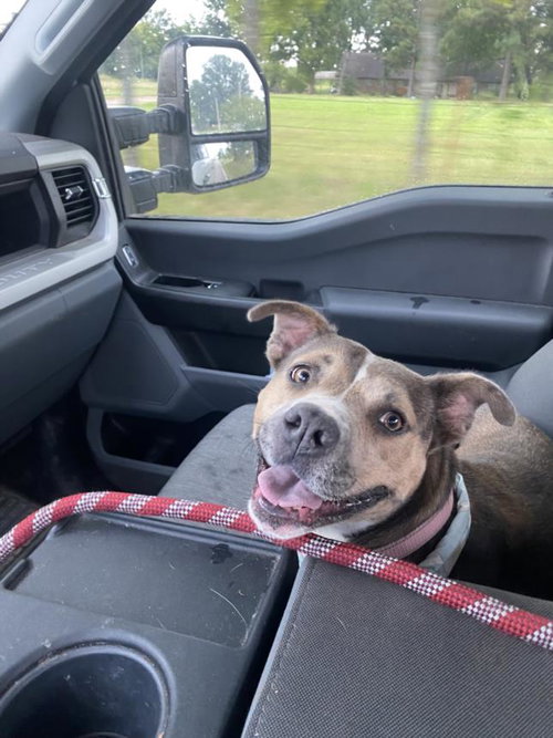 SANDY, a dog for adoption from City of Tulsa Animal Welfare