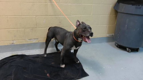 BEEKA - Pit Bull Terrier available for adoption