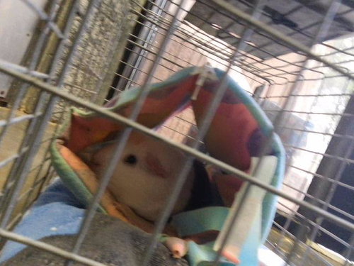 Banjo