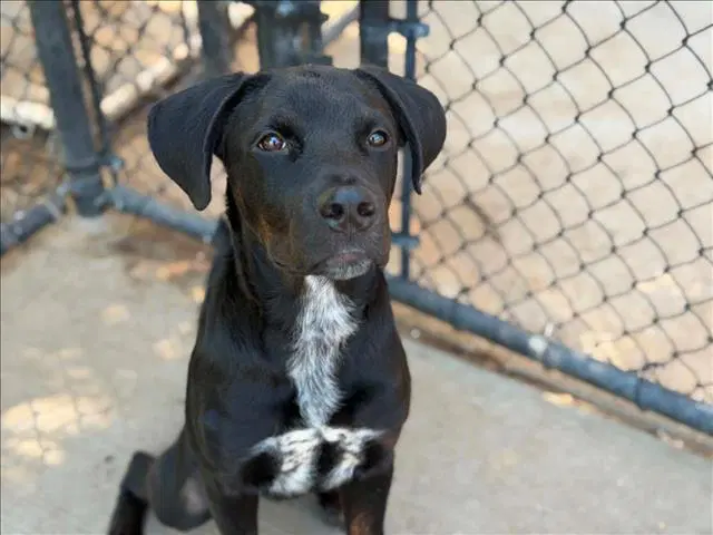 Midnight - Pit Bull Terrier