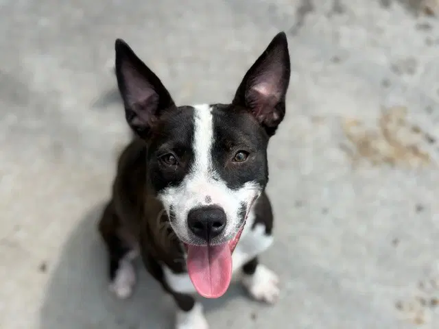 China - Australian Cattle Dog/Blue Heeler