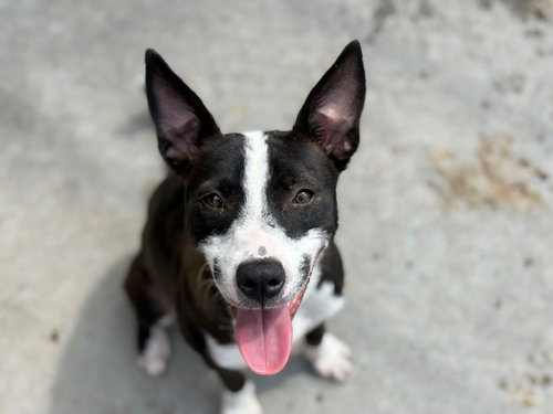 picture of the dog needing adoption