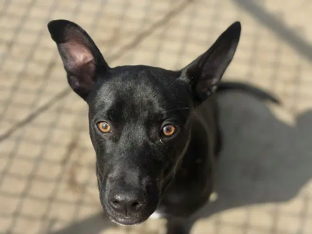 Kodak - Staffordshire Bull Terrier