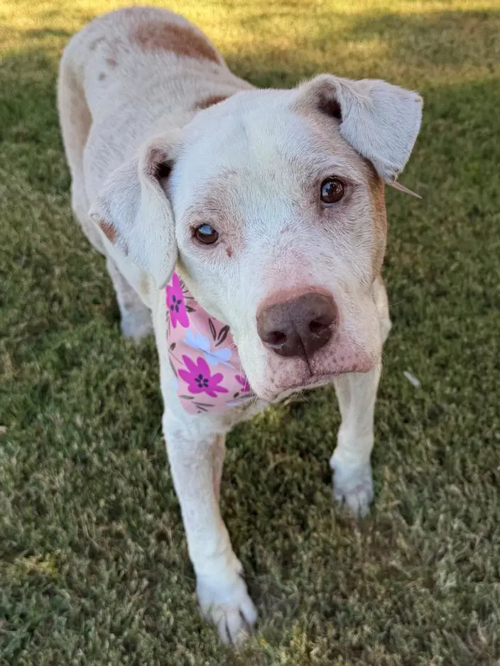 Memaw - Labrador Retriever