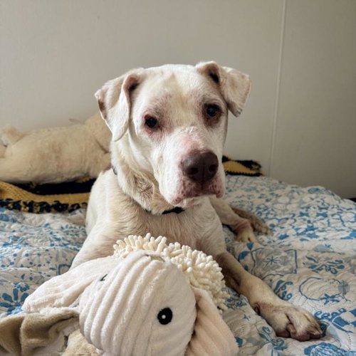 MEMAW STELLA, a dog for adoption from City of Tulsa Animal Welfare