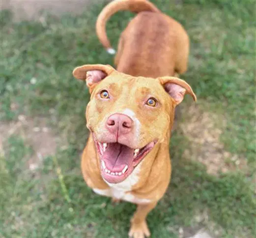 Honey - Pit Bull Terrier