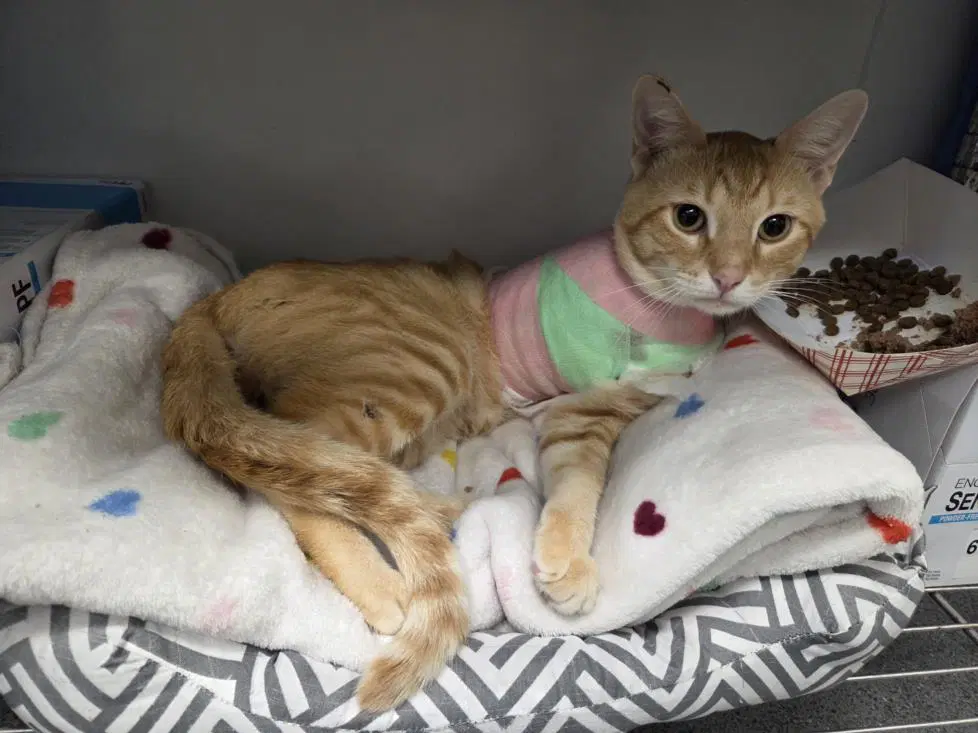 Willy - Domestic Short Hair