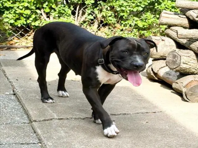 August - Pit Bull Terrier
