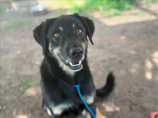 Jasper - Black and Tan Coonhound