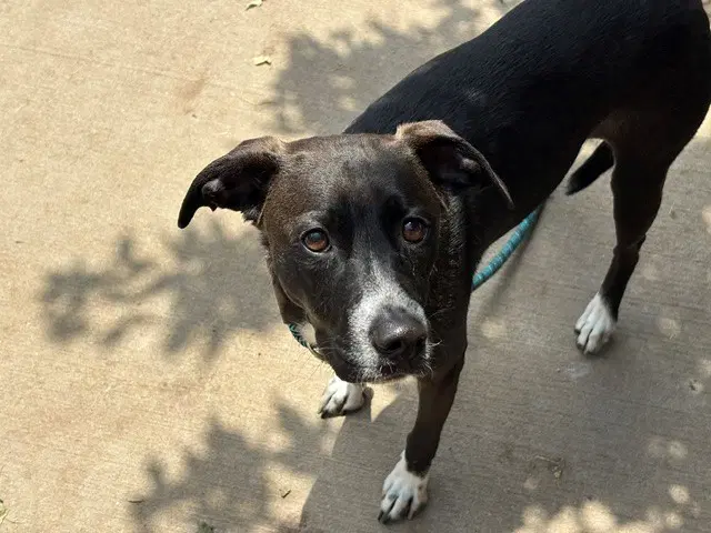 Lady - Pit Bull/Labrador