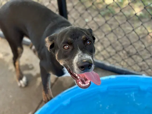 Unknown - Catahoula Leopard Dog