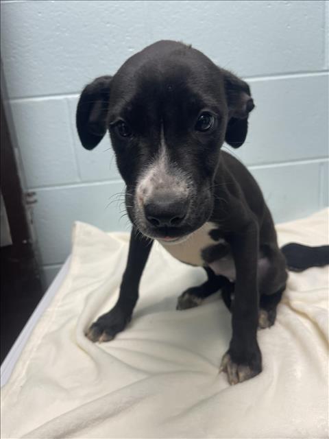 EGGO, a dog for adoption from City of Tulsa Animal Welfare