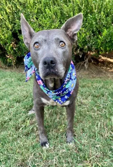 Abuela - Pit Bull Terrier