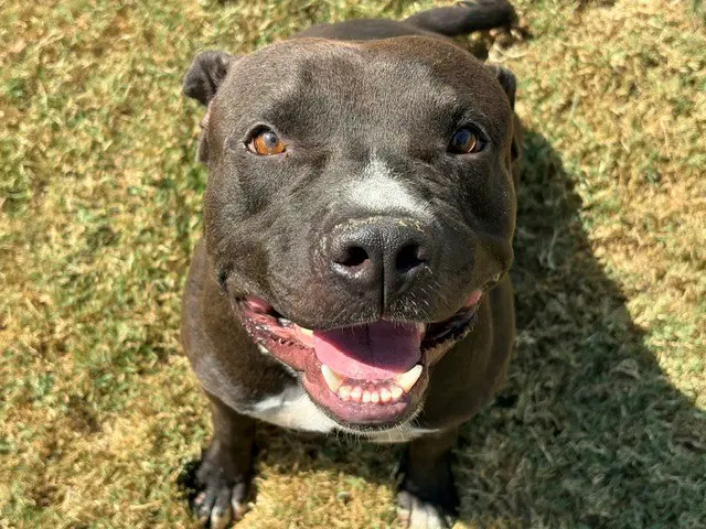 Blue - Pit Bull Terrier