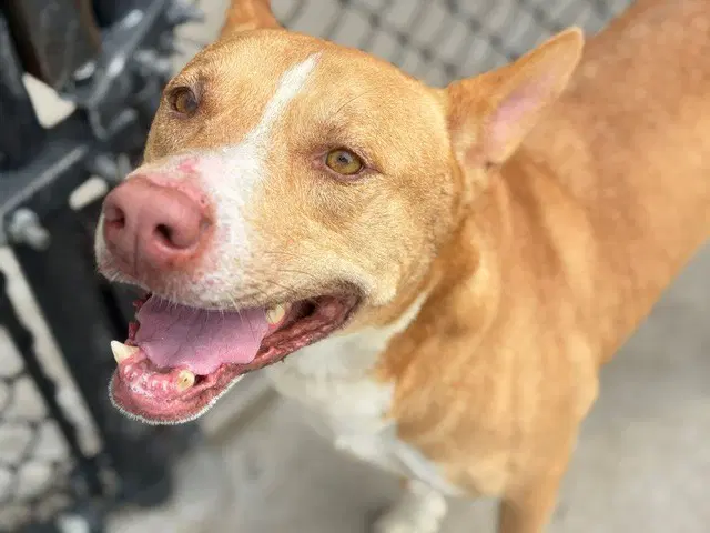 Tom - Australian Kelpie