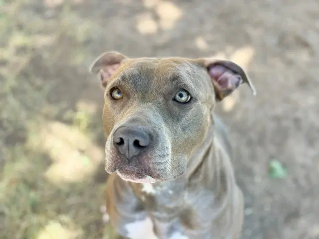 Foxy - Pit Bull Terrier