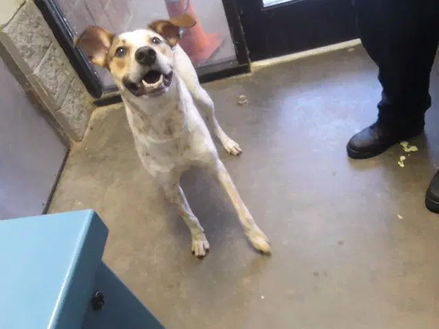 Draco - Queensland Heeler