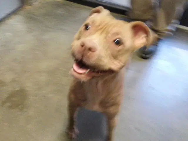 Hydrangea - Pit Bull Terrier