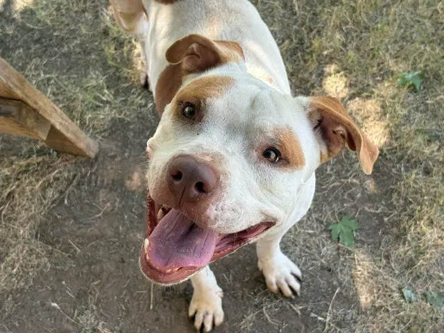 Brad - Pit Bull Terrier