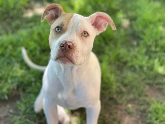Snow - Pit Bull Terrier
