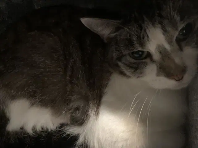 Daphine - Domestic Short Hair