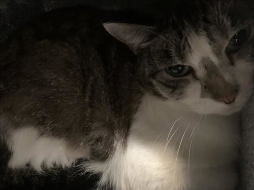 picture of the cat needing adoption