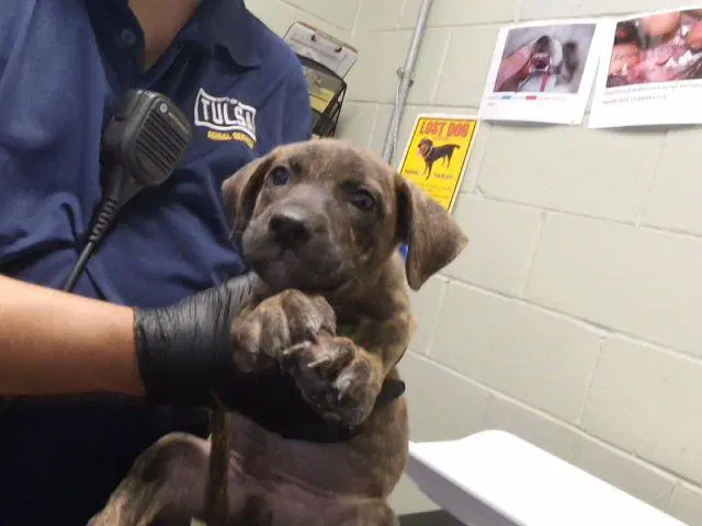 Unknown - Pit Bull Terrier