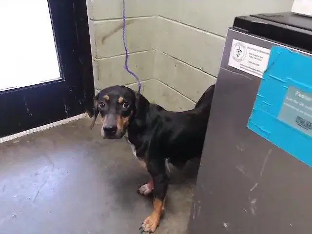 Shuka - Doberman Pinscher