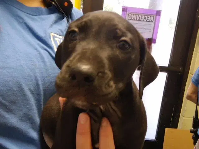 Raft - Pit Bull Terrier