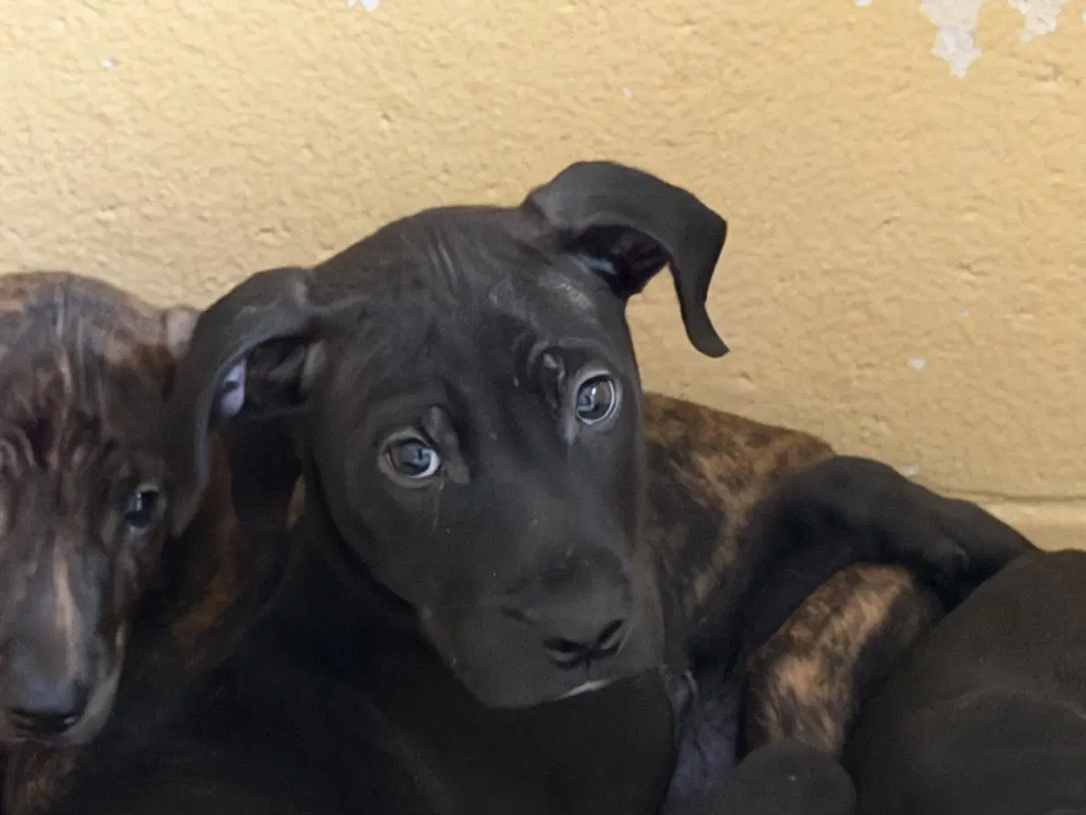 Raft - Pit Bull Terrier