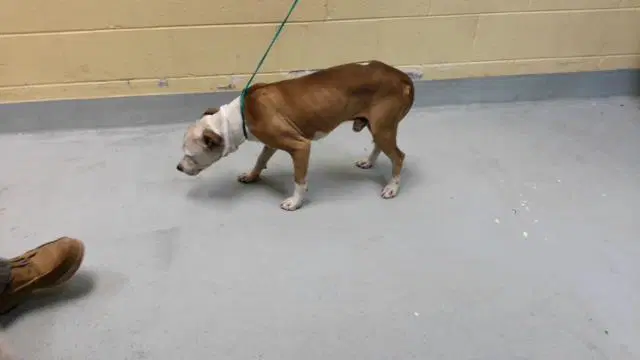Wyatt - Pit Bull Terrier